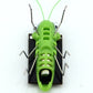 Solar Grasshopper 2022, solar Grasshopper, robot toys, essential gadgets, gifts, solar toys, battery free children
